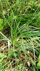 Armeria maritima elongata