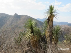 Yucca potosina