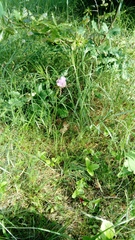 Armeria maritima elongata