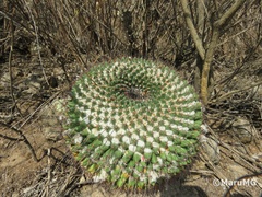 Mammillaria gigantea