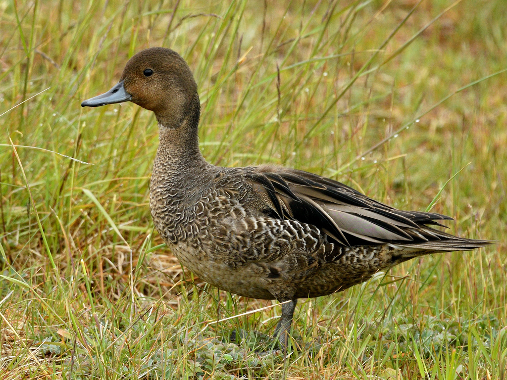 Eaton's Pintail