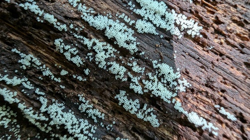 Henningsomyces candidus