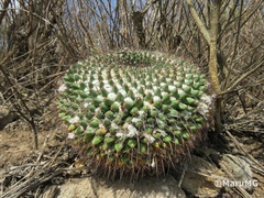 Mammillaria gigantea