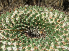 Mammillaria gigantea