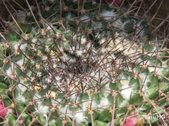 Mammillaria gigantea