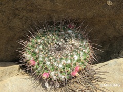 Mammillaria gigantea
