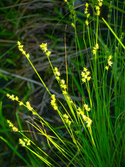 Carex echinata