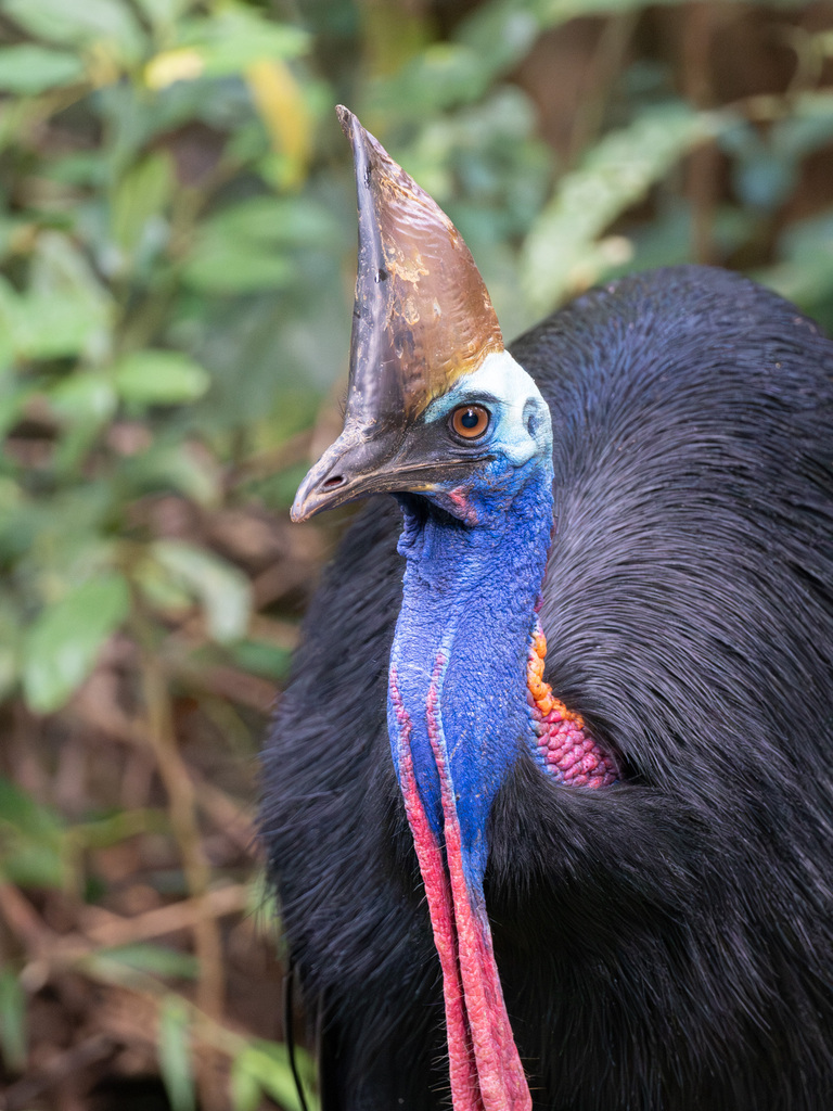 Southern Cassowary photo