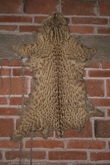 Leopardus pardalis pardalis