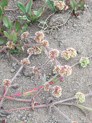 Chorizanthe cuspidata