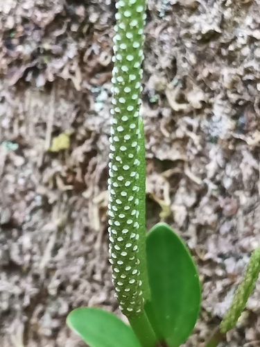Peperomia angustata (Peperomia angustata)