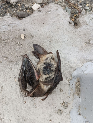 Ognev's Long-eared Bat