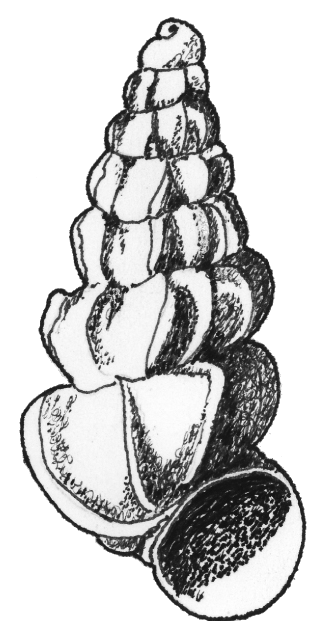 Paludiscala