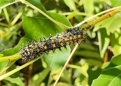 Hemileuca nevadensis