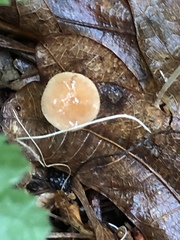 Collybiopsis subnuda