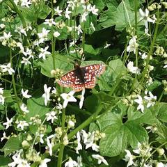 Euphydryas editha taylori