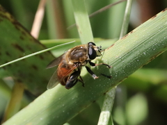 Polydontomyia curvipes