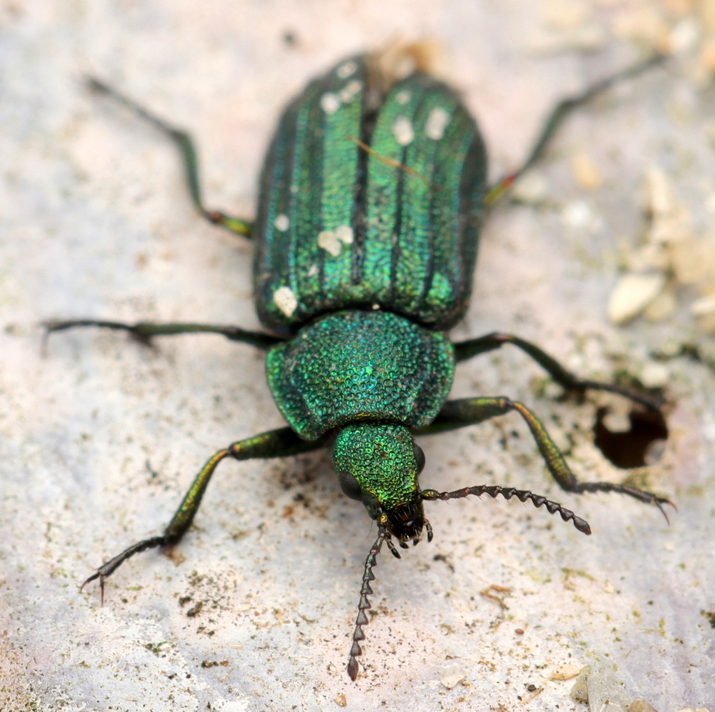 Strandveld Groovewing Flower Beetle