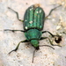 Melyris viridis - Photo (c) Cecile Roux, μερικά δικαιώματα διατηρούνται (CC BY-NC), uploaded by Cecile Roux