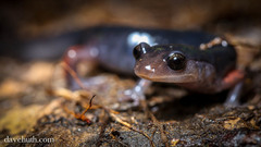 Plethodon shermani