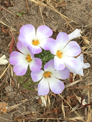 Leptosiphon grandiflorus