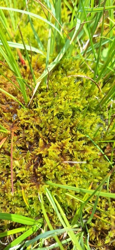 Palustriella decipiens, 2024-08-05