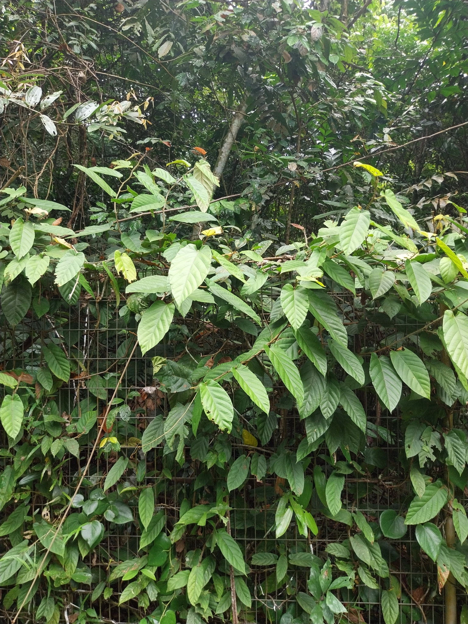 Imagem de Jiboia-falsa