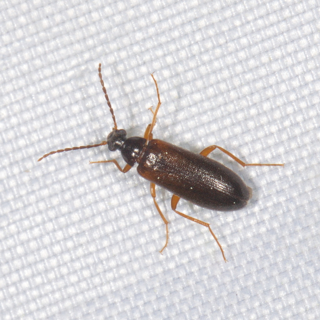 Mycetochara koltzei