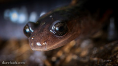 Plethodon shermani