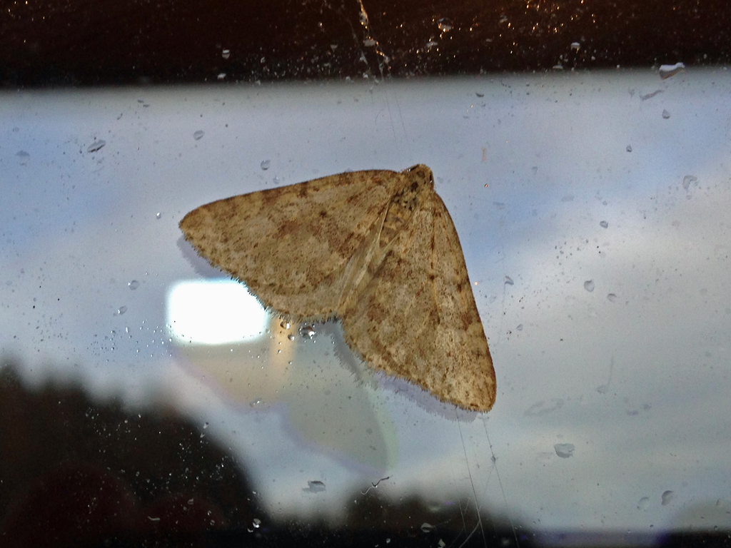 Mottled Grey