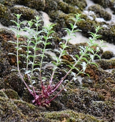 Penstemon richardsonii