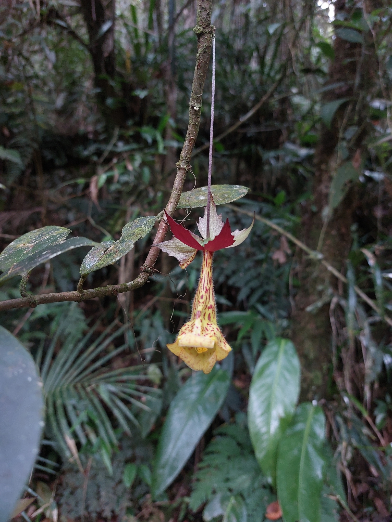 Nematanthus brasiliensis