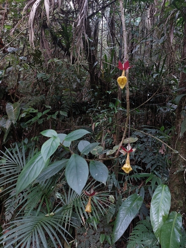 Image of Nematanthus Brasiliensis (Nematanthus brasiliensis) by (c) Daniel Duarte, some rights reserved (CC BY)