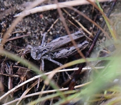 Psoloessa delicatula