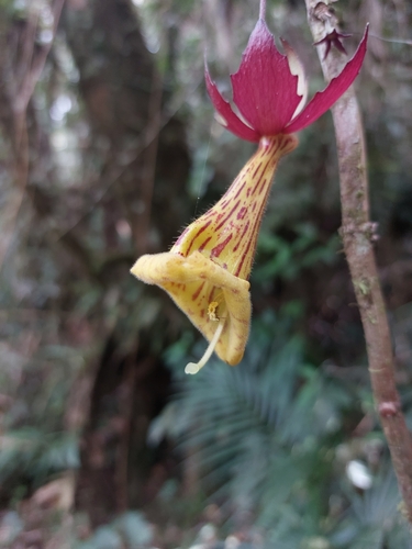 Image of Nematanthus Brasiliensis (Nematanthus brasiliensis) by (c) Daniel Duarte, some rights reserved (CC BY)