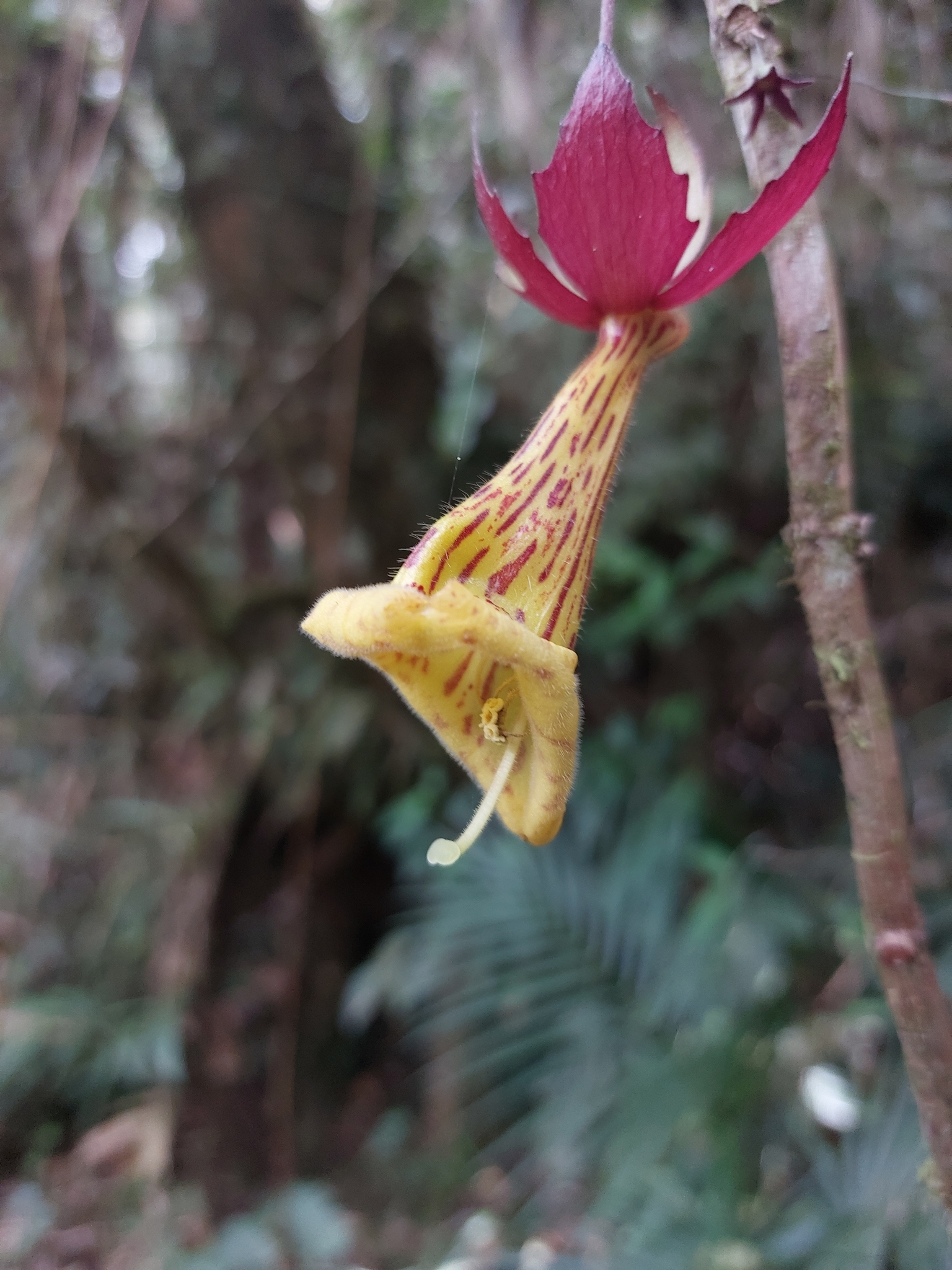 Nematanthus brasiliensis