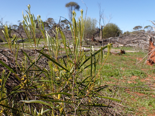 Image of Acacia acuminata by (c) Nina Kerr, some rights reserved (CC BY)