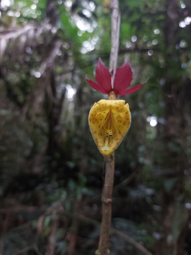 Image of Nematanthus Brasiliensis (Nematanthus brasiliensis) by (c) Daniel Duarte, some rights reserved (CC BY)