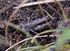 Psoloessa delicatula