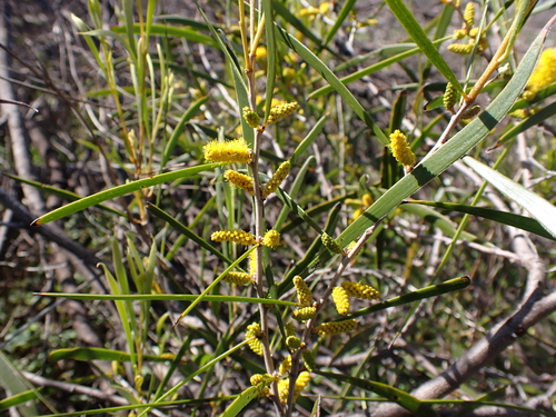Image of Acacia acuminata by (c) Nina Kerr, some rights reserved (CC BY)