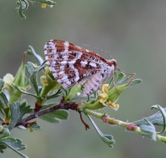 Stamnodes marmorata