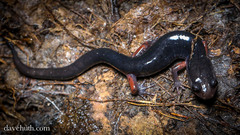 Plethodon shermani