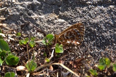 Boloria polaris