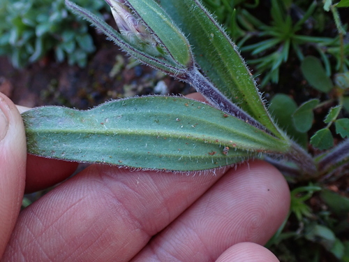 Image of Pink Everlasting (Schoenia cassiniana) by (c) Nina Kerr, some rights reserved (CC BY)