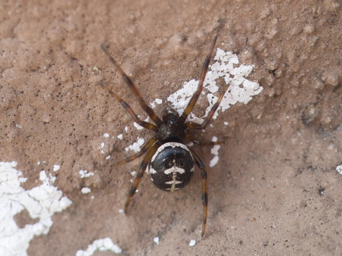 Mediterranean false black widow
