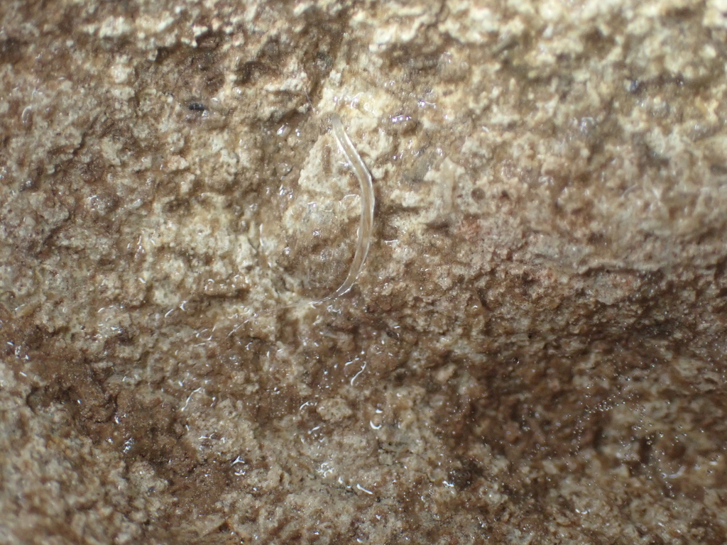 Speolepta leptogaster