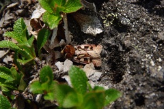 Xestia scropulana