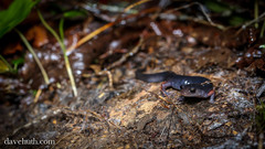 Plethodon shermani