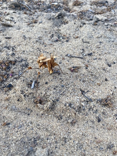 Giant Devil's Flower Mantis
