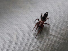 Poecilochroa